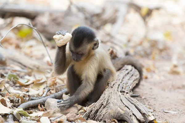 Stone tool use by a capuchin monkey - wikimedia